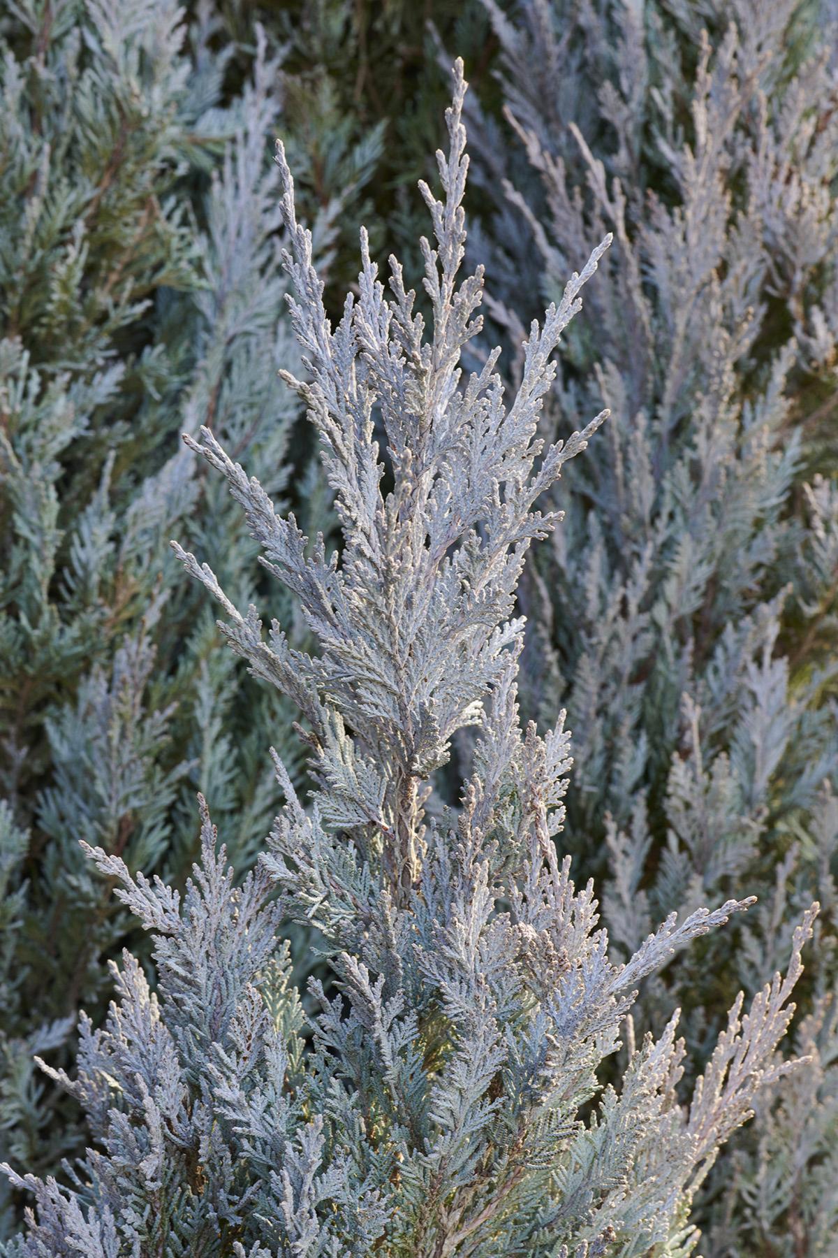 Juniperus Scopulorum Moonglow - View 9 from www redcrocus com