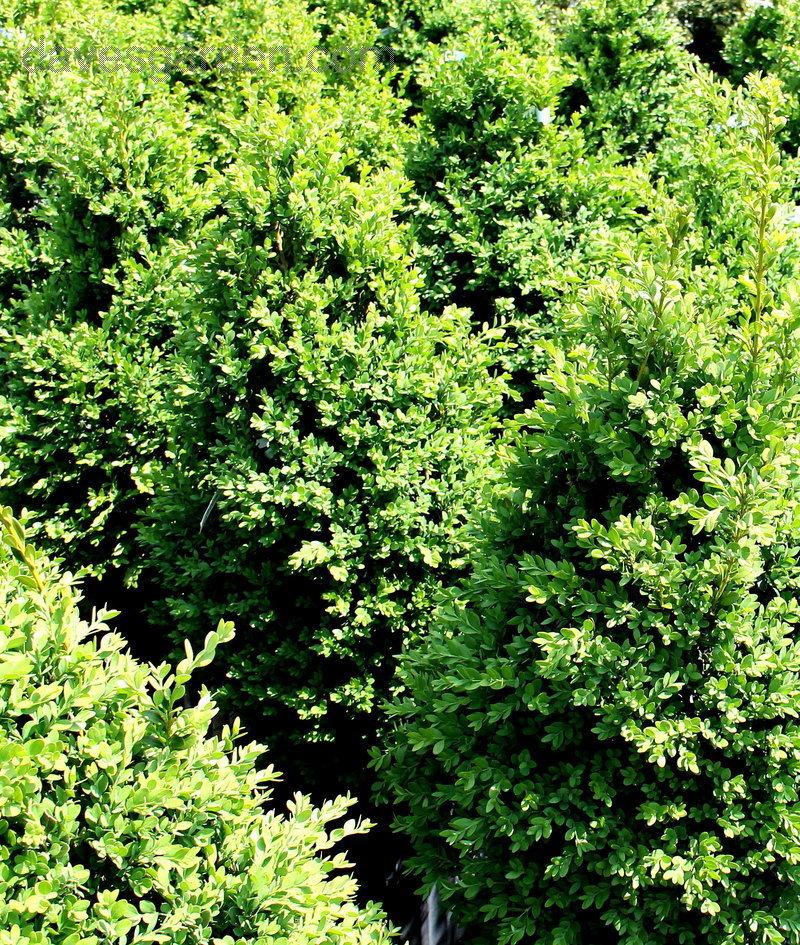 Buxus Microphylla Green Mountain - View 14 from www redcrocus com