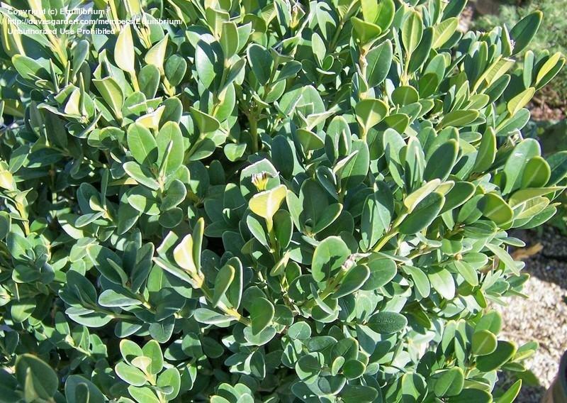 Buxus Microphylla Green Mountain - View 17 from www redcrocus com