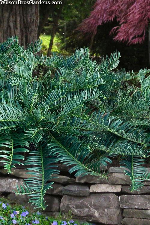 Cephalotaxus Harringtonia Prostrata - View 10 from www redcrocus com