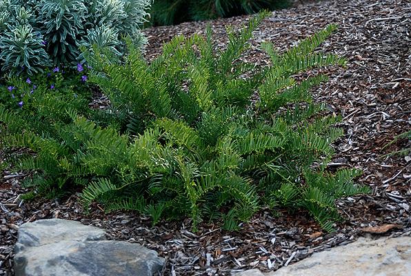 Cephalotaxus Harringtonia Prostrata - View 14 from www redcrocus com