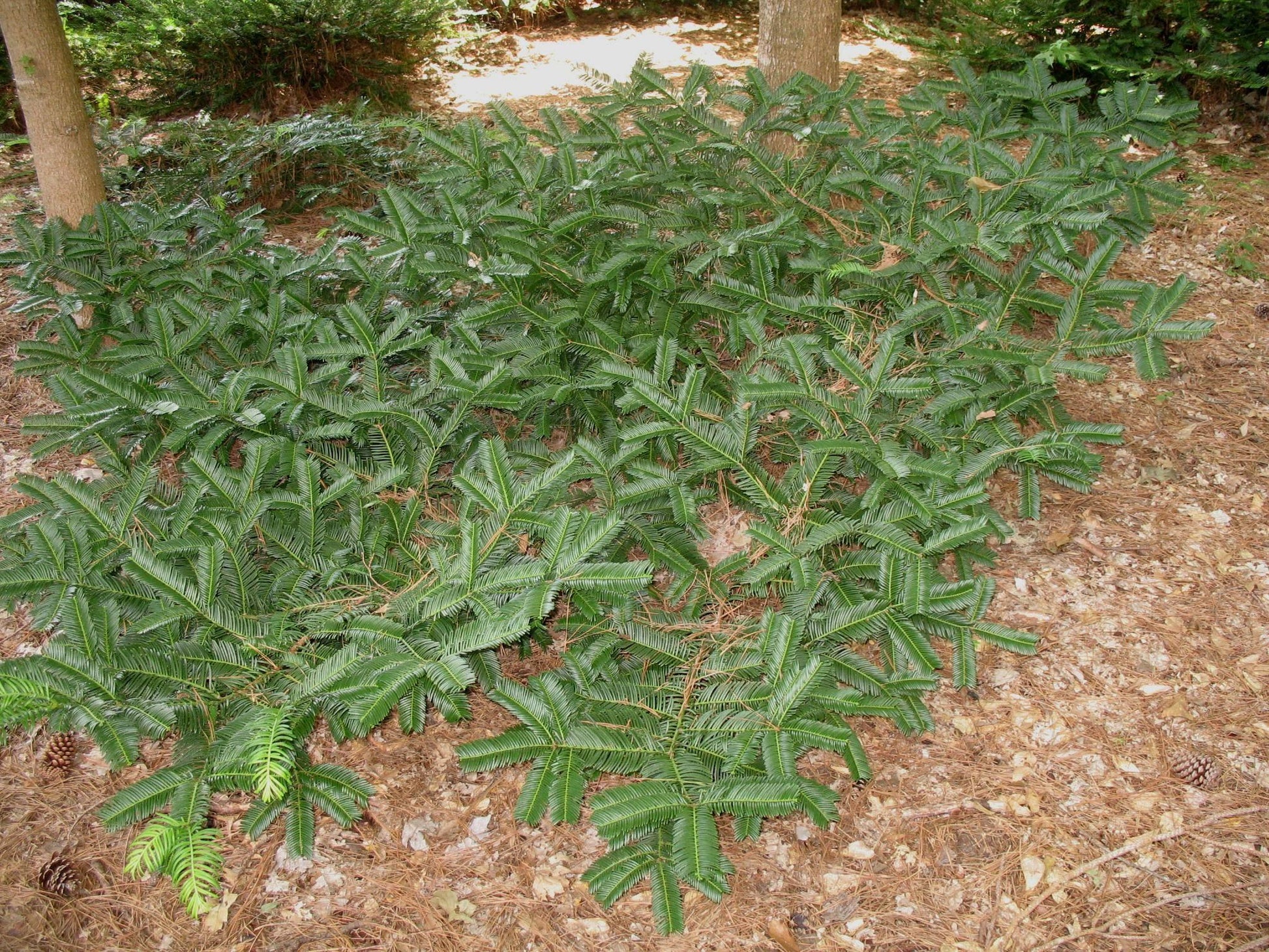 Cephalotaxus Harringtonia Prostrata - View 17 from www redcrocus com