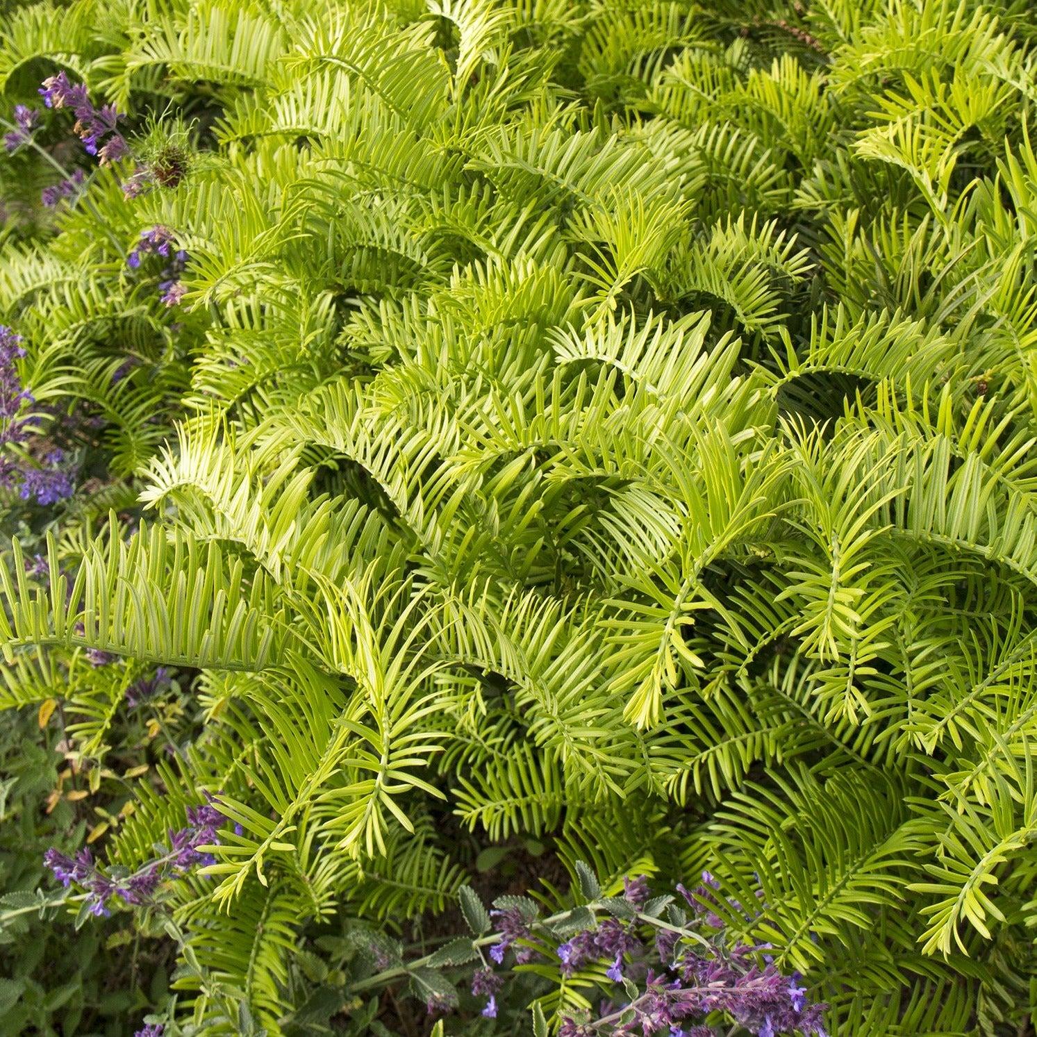 Cephalotaxus Harringtonia Prostrata - View 18 from www redcrocus com