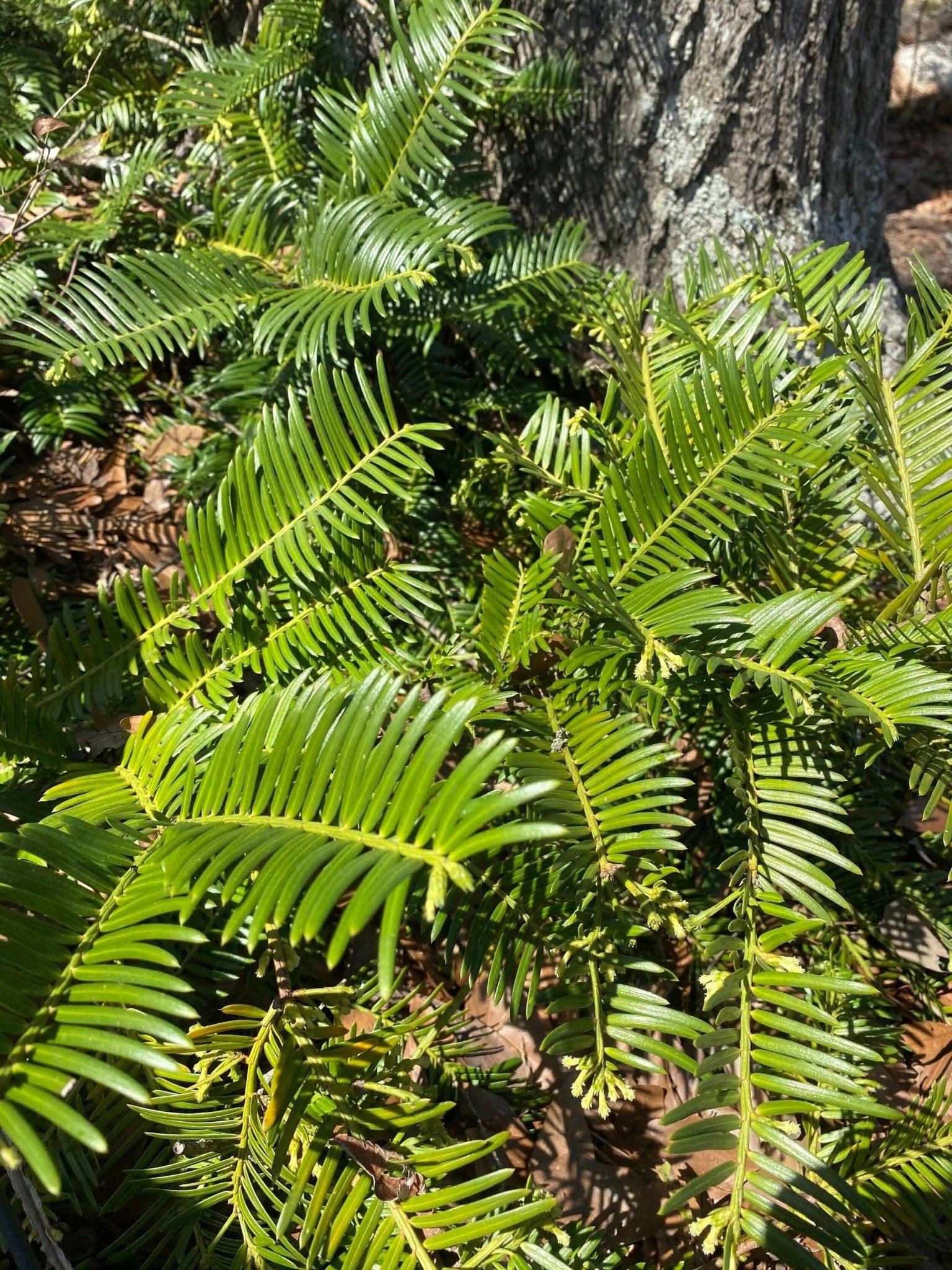 Cephalotaxus Harringtonia Prostrata - View 5 from www redcrocus com