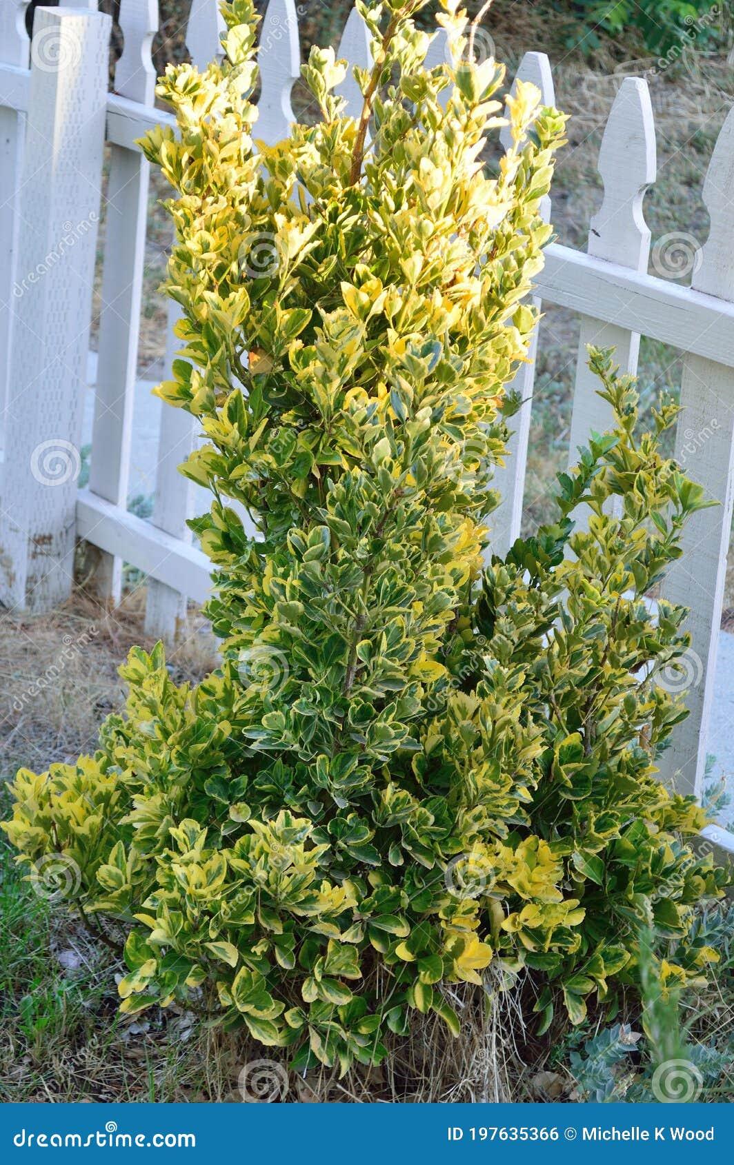 Euonymus Japonicus Aureomarginatus - View 4 from www redcrocus com