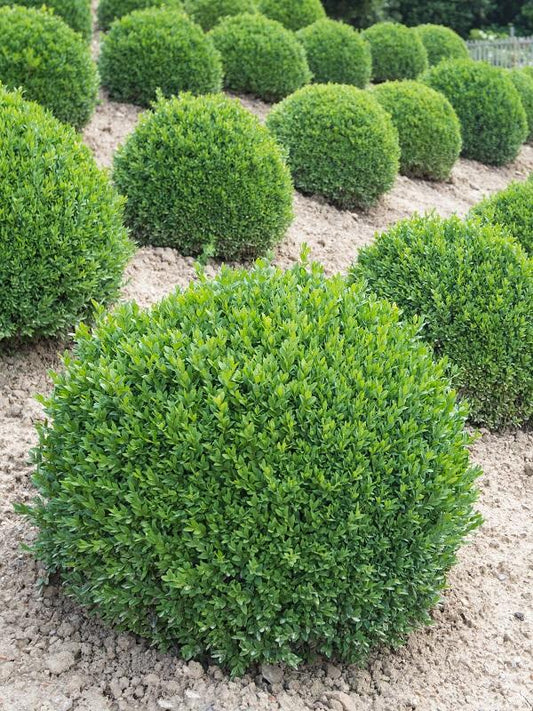 Buxus Microphylla Green Gem - View 10 from www redcrocus com