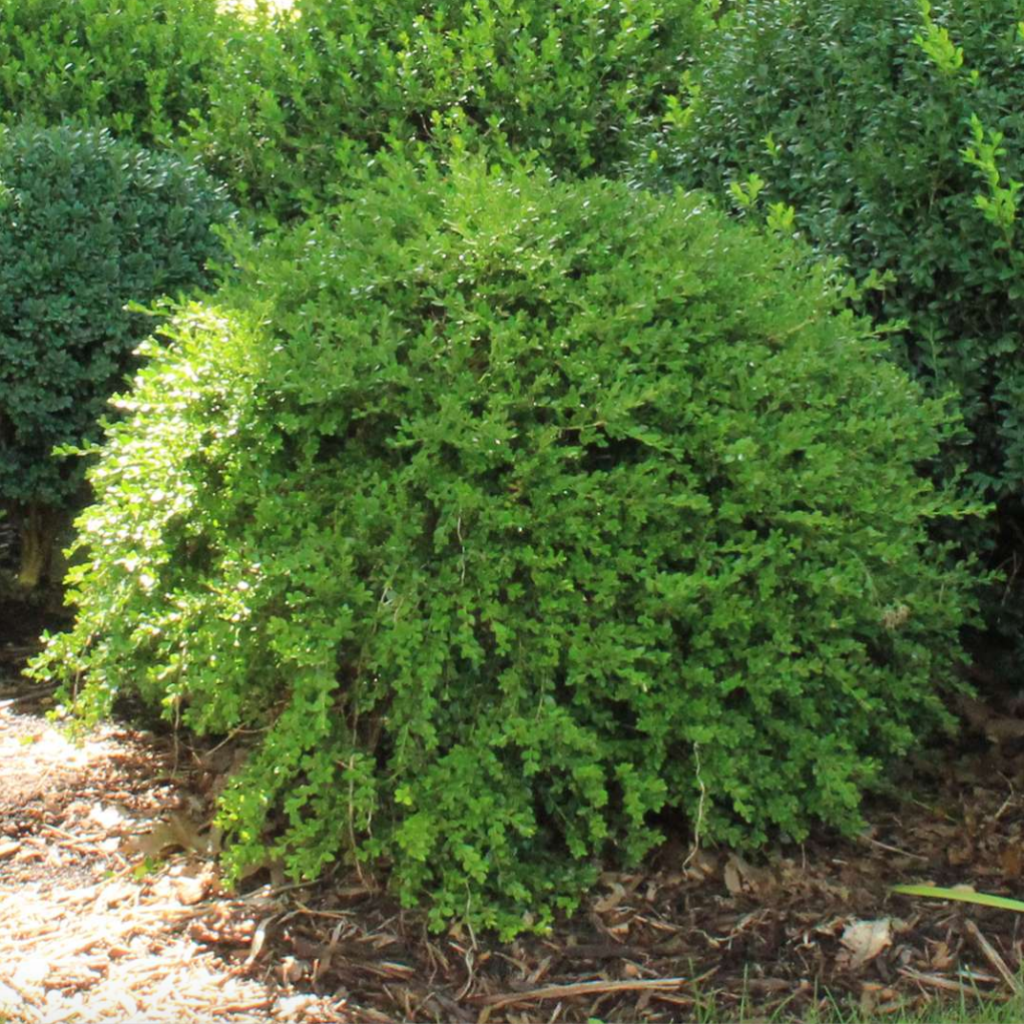 Buxus Microphylla Green Gem - View 16 from www redcrocus com