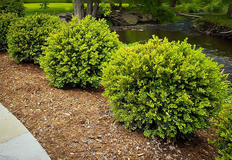 Buxus Microphylla Green Gem - View 2 from www redcrocus com