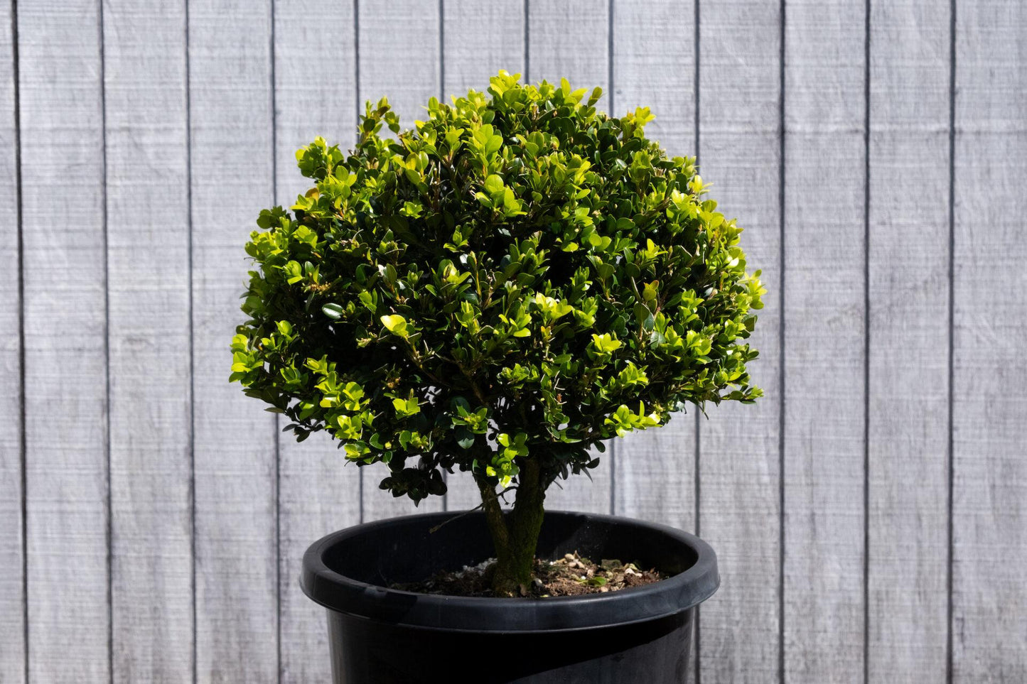 Buxus Microphylla Green Gem - View 6 from www redcrocus com