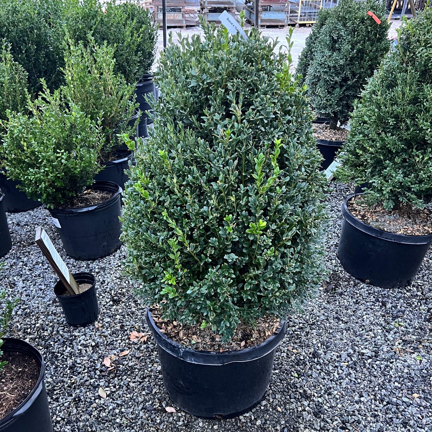 Buxus Microphylla 'green Mountain' - View 10 from www redcrocus com