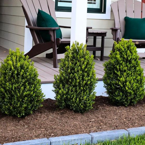 Buxus Microphylla 'green Mountain' - View 13 from www redcrocus com