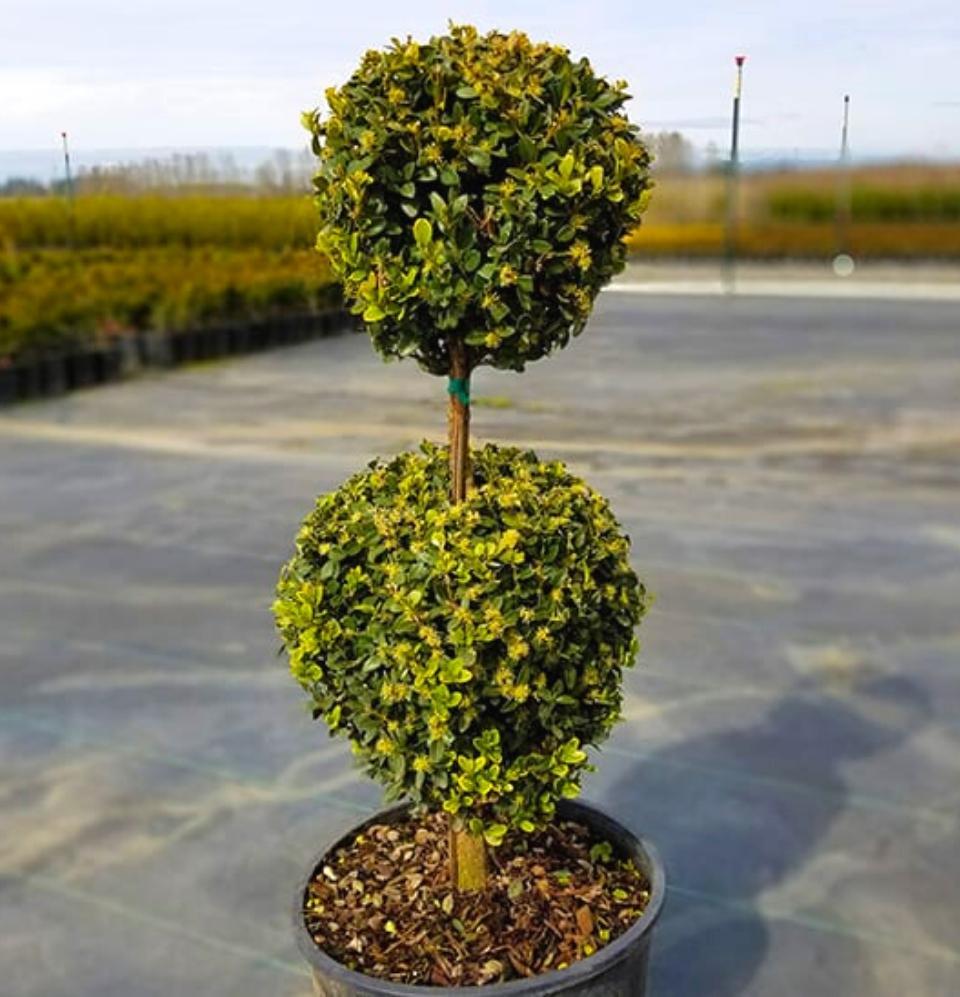 Buxus Microphylla 'green Mountain' - View 16 from www redcrocus com