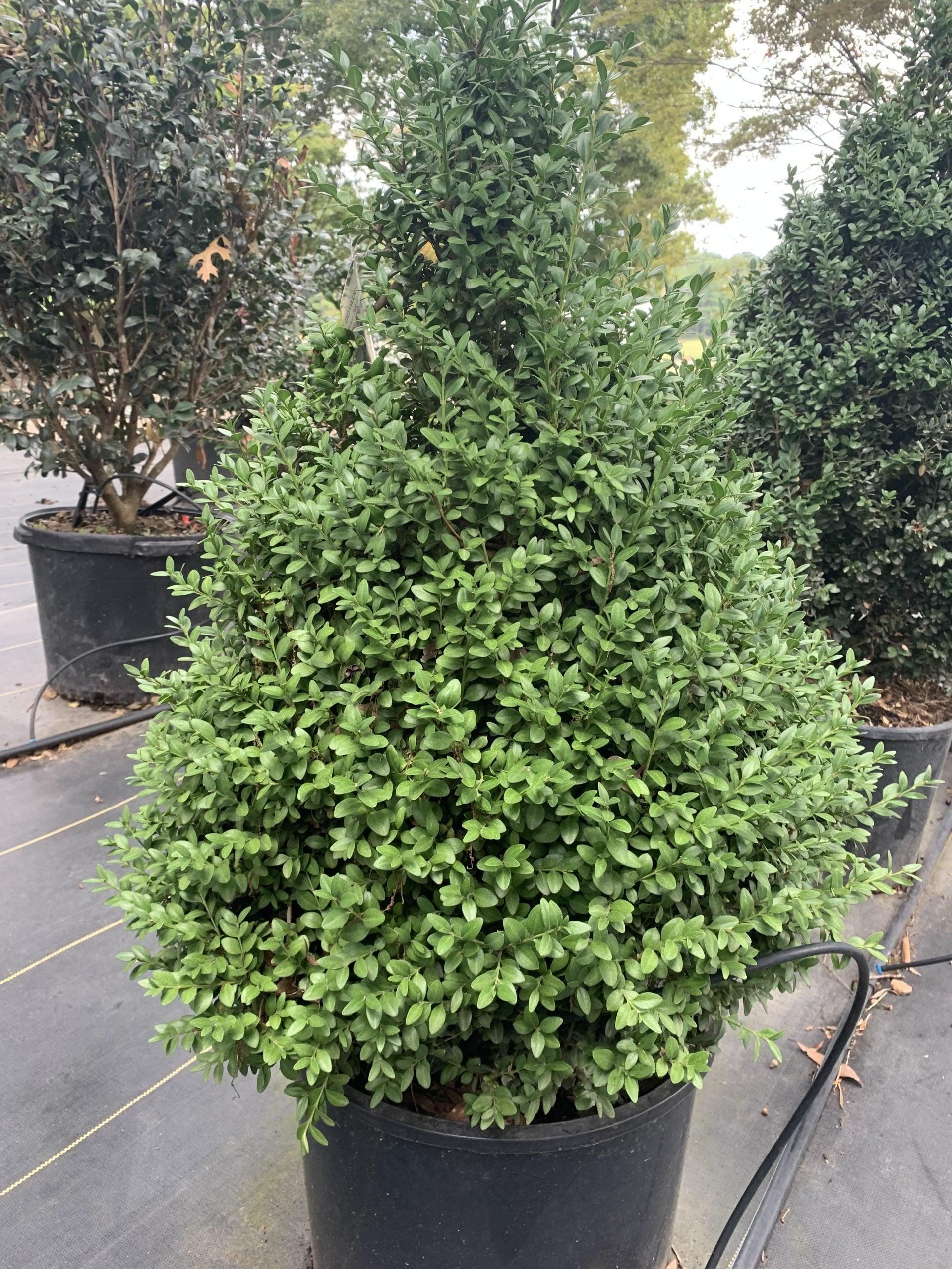 Buxus Microphylla 'green Mountain' - View 17 from www redcrocus com