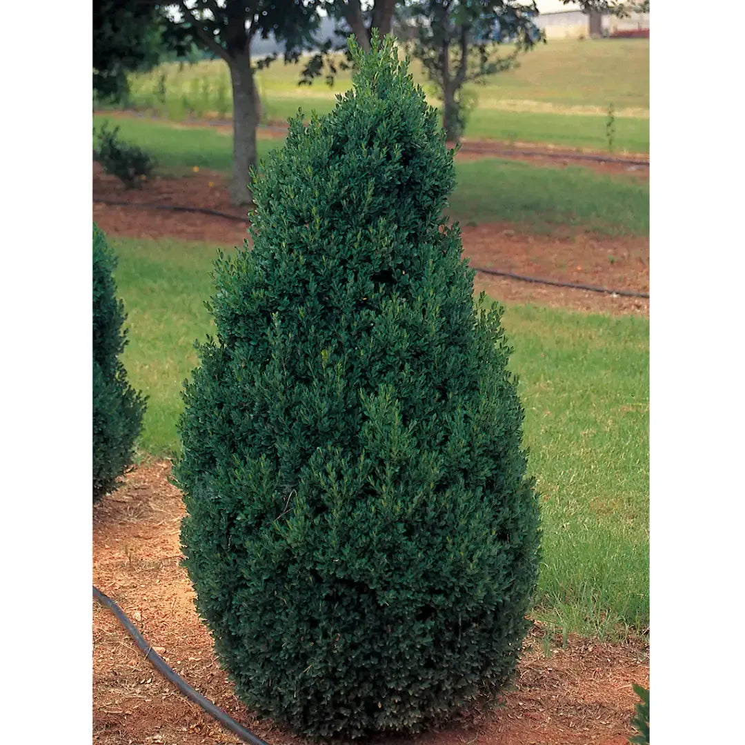 Buxus Microphylla 'green Mountain' - View 19 from www redcrocus com