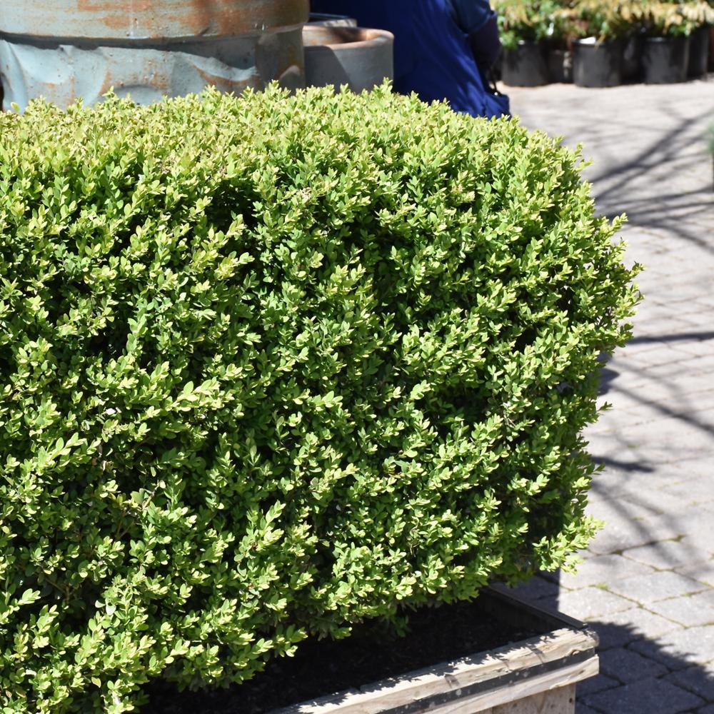 Buxus Microphylla 'green Mountain' - View 20 from www redcrocus com