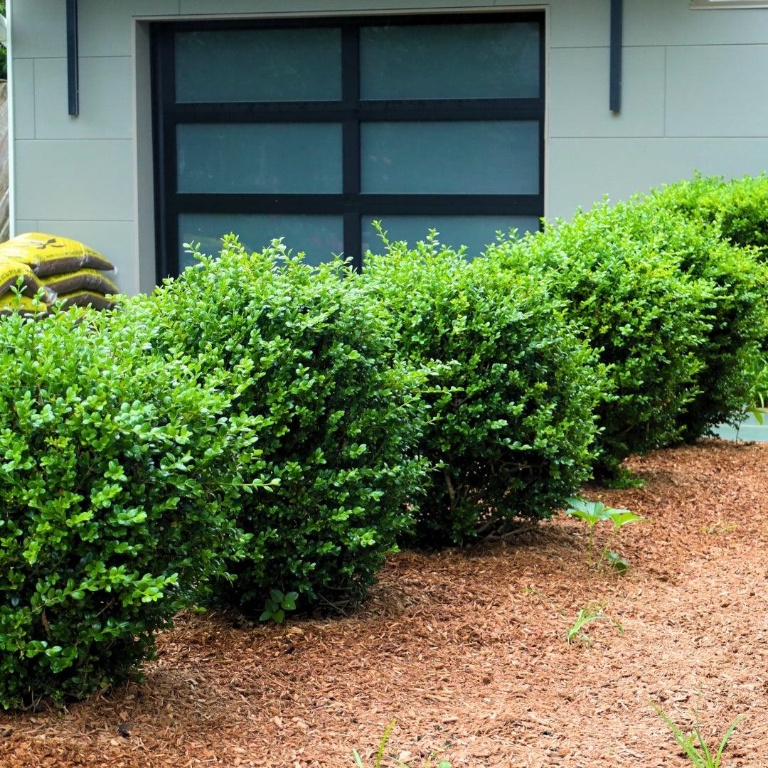 Buxus Microphylla 'green Mountain' - View 2 from www redcrocus com