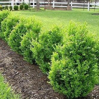 Buxus Microphylla 'green Mountain' - View 9 from www redcrocus com