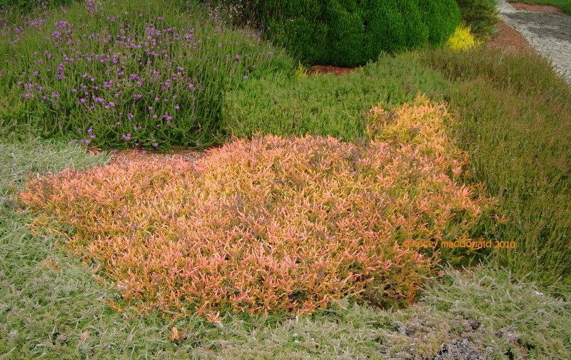 Calluna Vulgaris 'multicolor' - View 10 from www redcrocus com