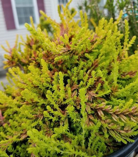 Calluna Vulgaris 'multicolor' - View 1 from www redcrocus com