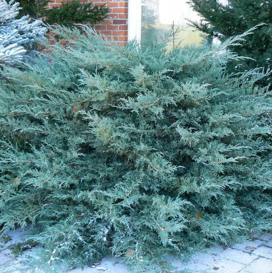 Juniperus Chinensis 'pfitzeriana Compacta' - View 11 from www redcrocus com