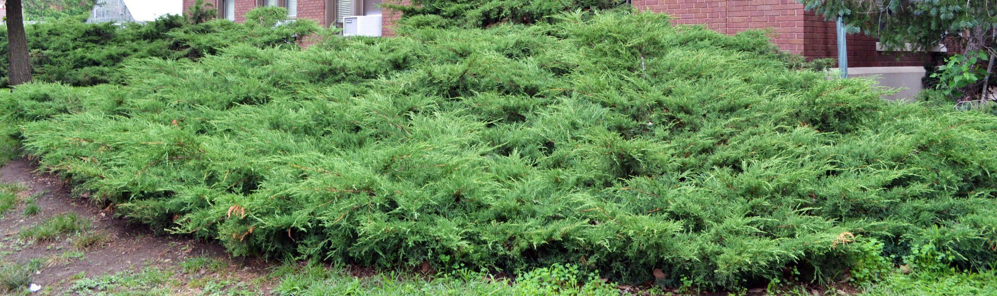 Juniperus Chinensis 'pfitzeriana Compacta' - View 13 from www redcrocus com