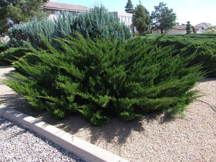 Juniperus Chinensis 'pfitzeriana Compacta' - View 4 from www redcrocus com