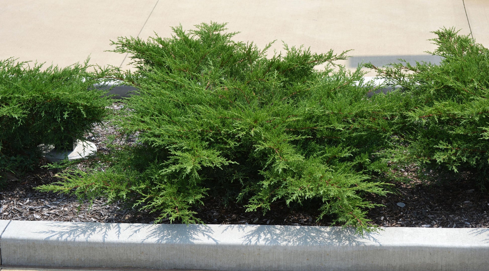 Juniperus Chinensis 'pfitzeriana Compacta' - View 5 from www redcrocus com