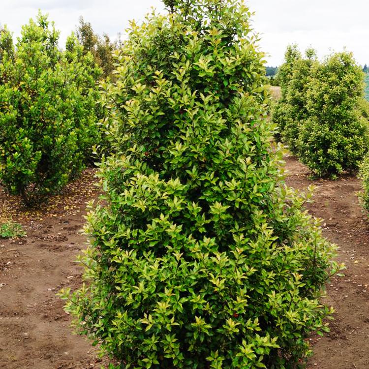 Ilex Meserveae Centennial Girl - View 12 from www redcrocus com