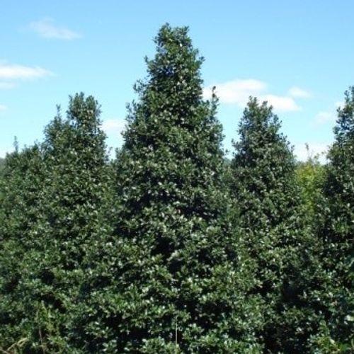 Ilex Meserveae Centennial Girl - View 14 from www redcrocus com