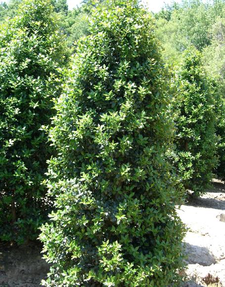 Ilex Meserveae Centennial Girl - View 18 from www redcrocus com