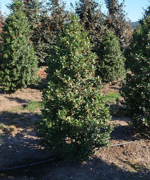 Ilex Meserveae Centennial Girl - View 8 from www redcrocus com