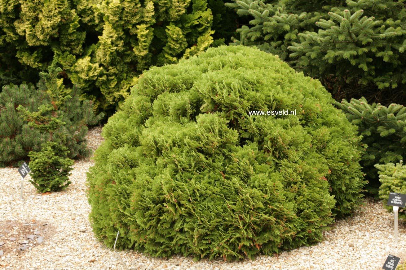 Thuja Occidentalis Danica - View 14 from www redcrocus com