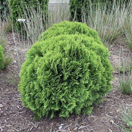 Thuja Occidentalis Danica - View 1 from www redcrocus com