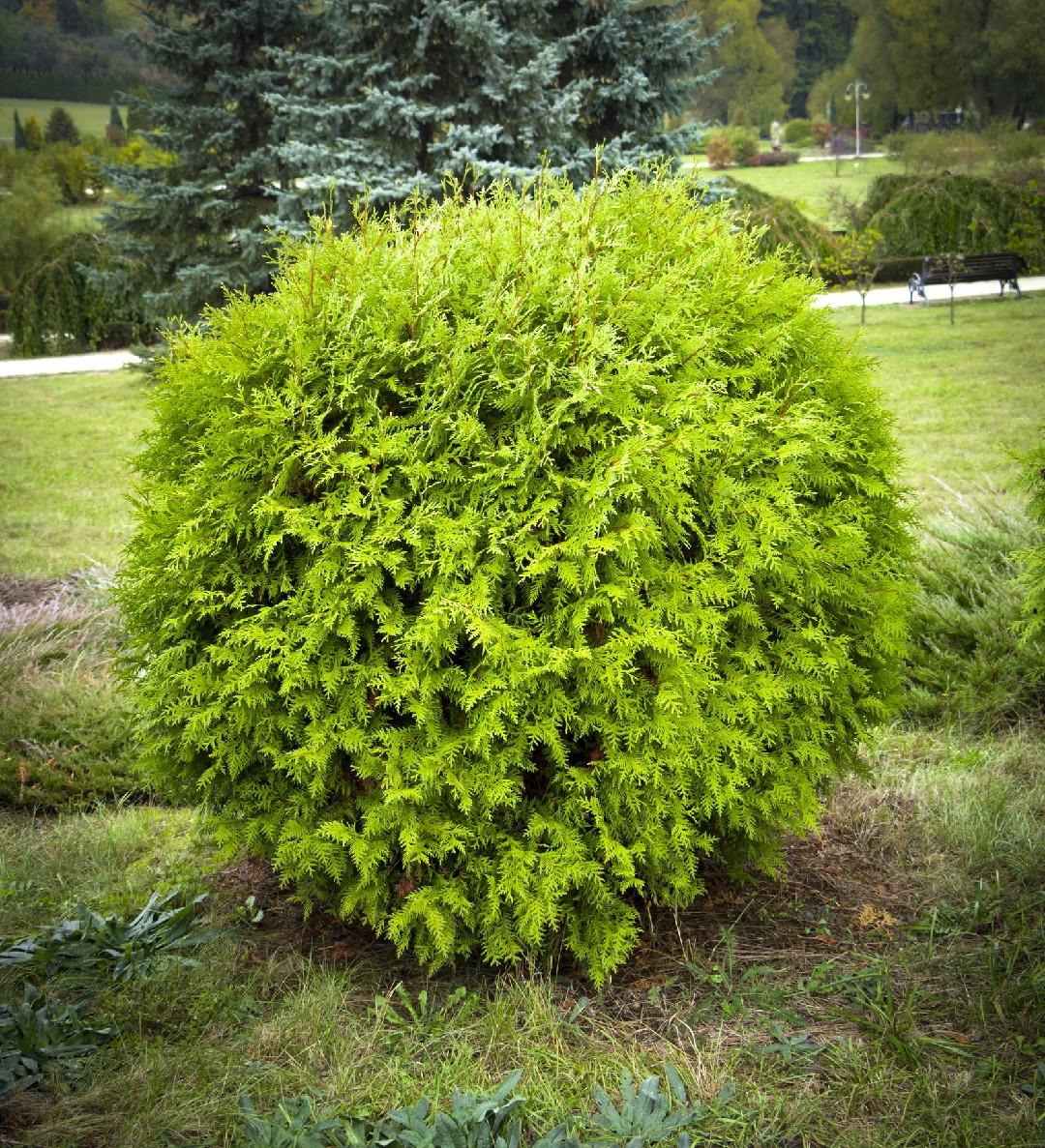 Thuja Occidentalis Danica - View 8 from www redcrocus com