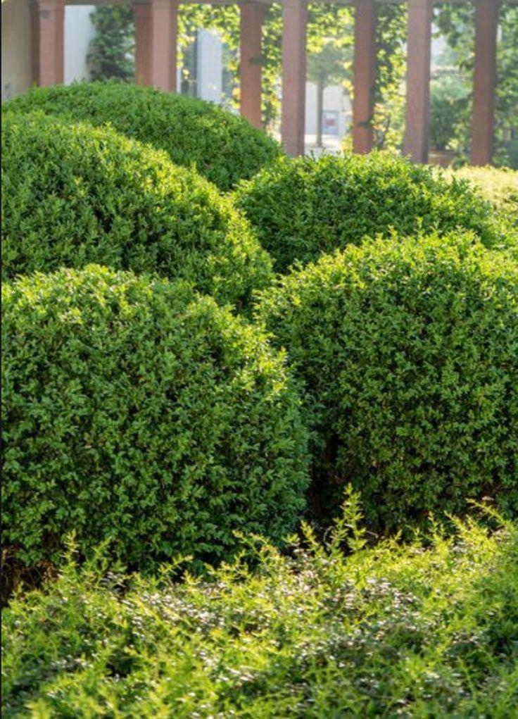 Buxus Microphylla Green Velvet - View 11 from www redcrocus com