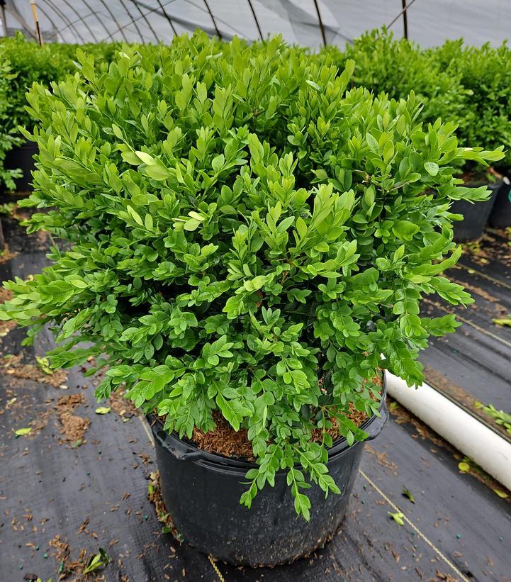 Buxus Microphylla Green Velvet - View 7 from www redcrocus com
