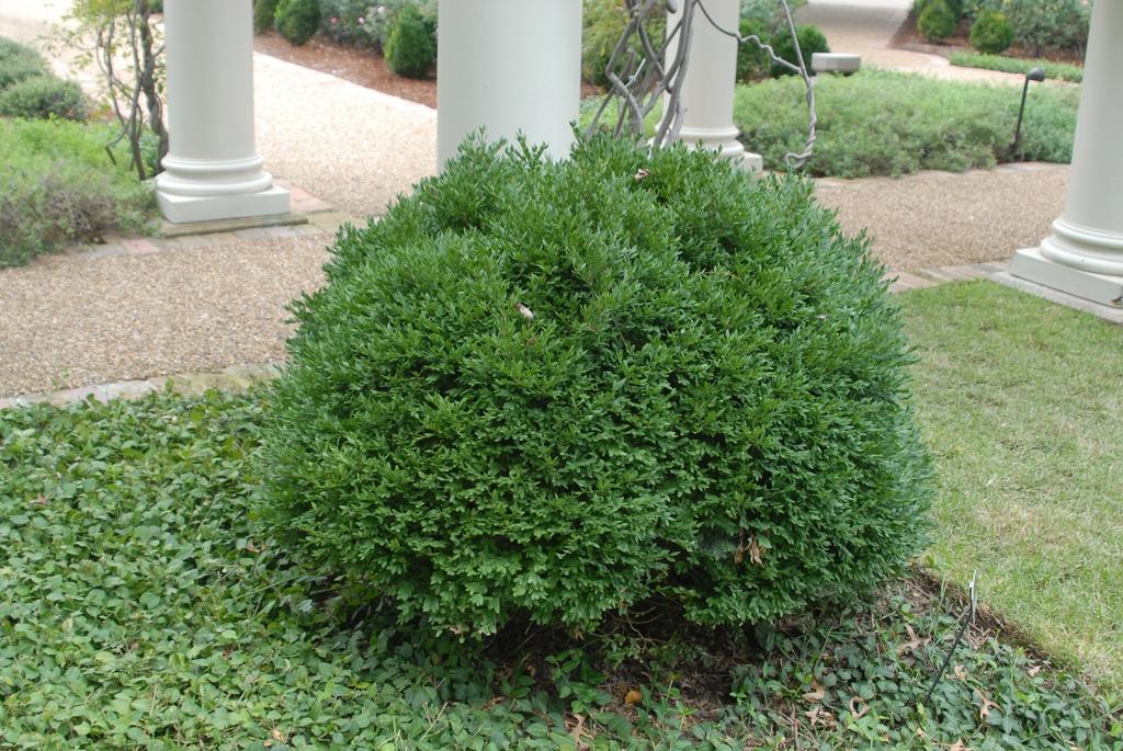 Buxus Microphylla Green Velvet - View 8 from www redcrocus com