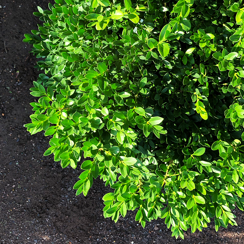 Buxus Microphylla 'green Velvet' - View 12 from www redcrocus com