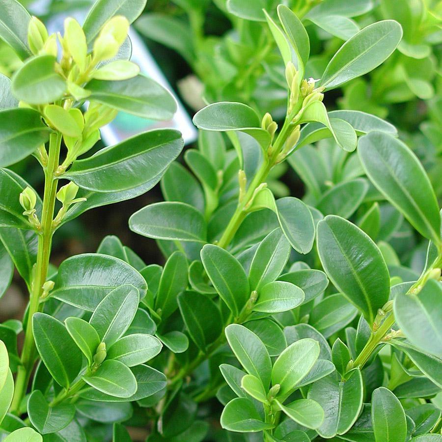 Buxus Microphylla 'green Velvet' - View 13 from www redcrocus com