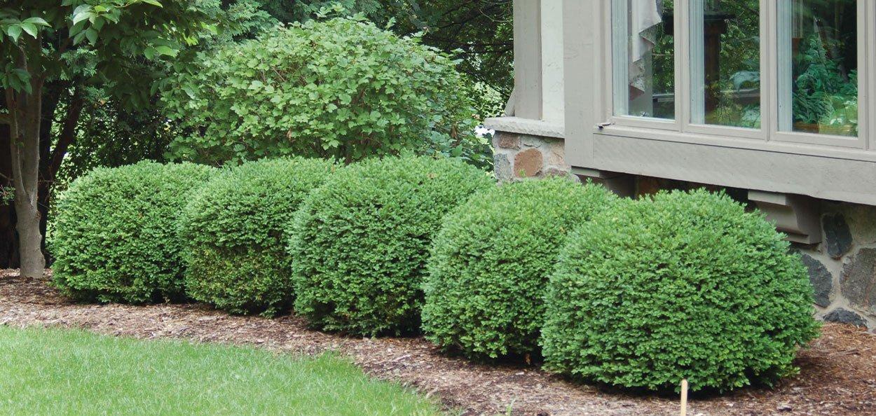 Buxus Microphylla 'green Velvet' - View 16 from www redcrocus com