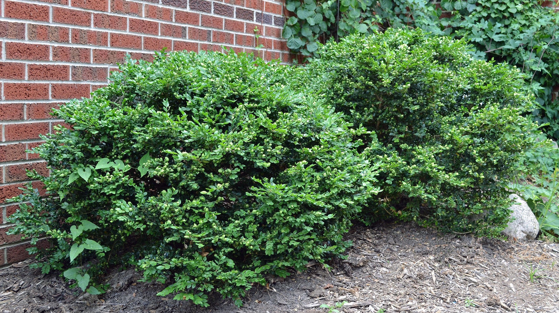 Buxus Microphylla 'green Velvet' - View 17 from www redcrocus com