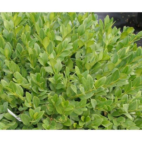 Buxus Microphylla 'green Velvet' - View 18 from www redcrocus com