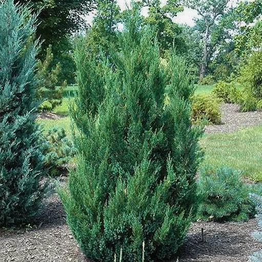 Juniperus Chinensis 'blue Point' - View 10 from www redcrocus com