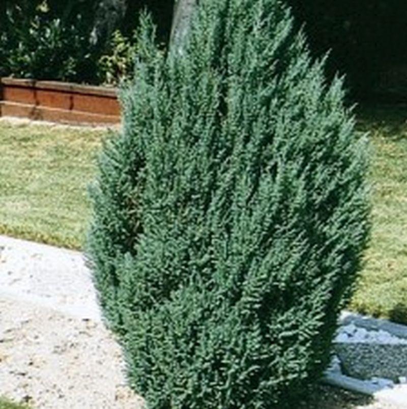Juniperus Chinensis 'blue Point' - View 11 from www redcrocus com