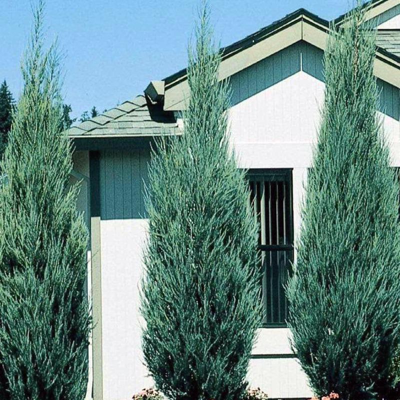 Juniperus Chinensis 'blue Point' - View 16 from www redcrocus com