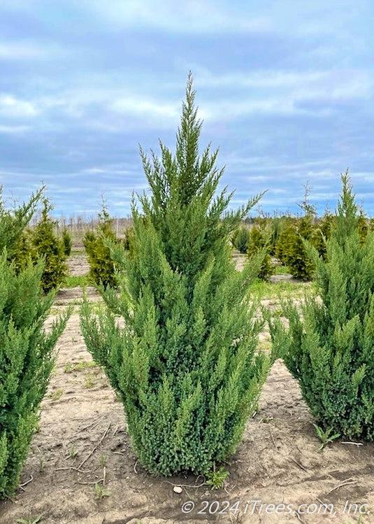 Juniperus Chinensis 'blue Point' - View 17 from www redcrocus com