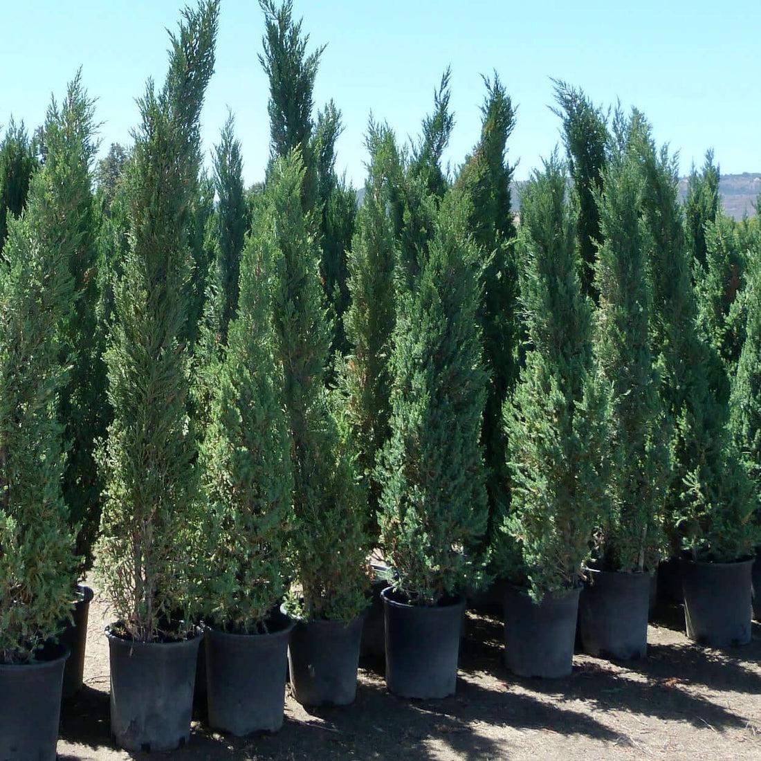 Juniperus Chinensis 'blue Point' - View 19 from www redcrocus com