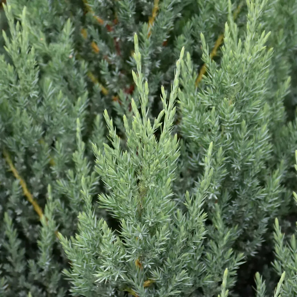 Juniperus Chinensis 'blue Point' - View 24 from www redcrocus com