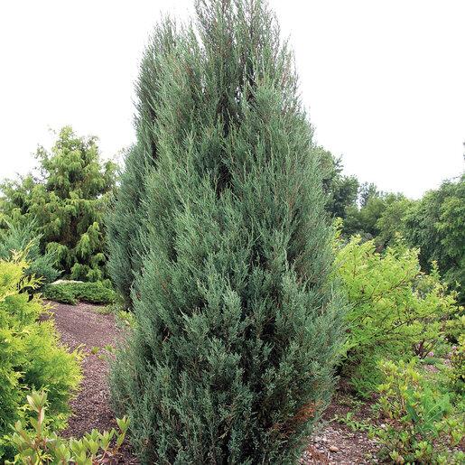 Juniperus Chinensis 'blue Point' - View 29 from www redcrocus com