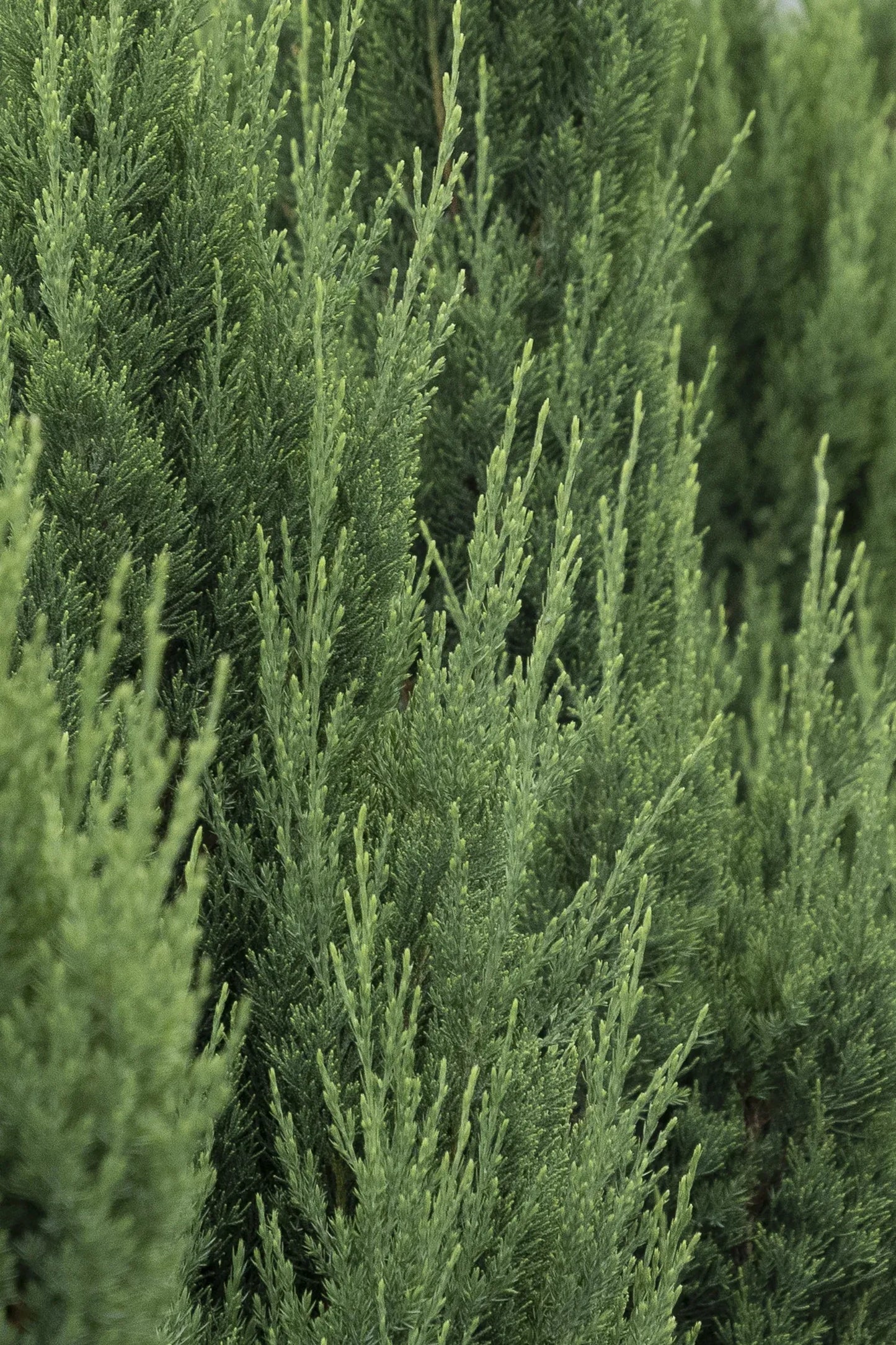 Juniperus Chinensis 'blue Point' - View 31 from www redcrocus com